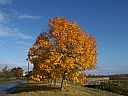 A bit of autumn colour, click for a bigger picture.